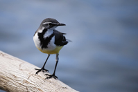 Motacilla flaviventris